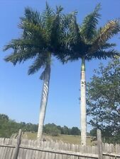 tall trees palm for sale  Port Saint Lucie