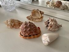Vintage sea shells for sale  WESTCLIFF-ON-SEA