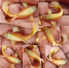 Full gold guppies for sale  Shipping to Ireland
