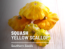 yellow plants squash for sale  Frisco
