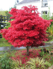 Acer tree skeeters for sale  NORTHWICH