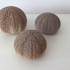 Sea urchin shells for sale  KINGSBRIDGE