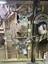 Whitetail deer head for sale  Osage Beach