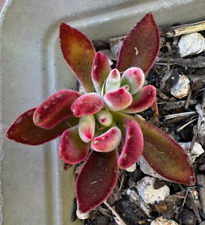 2 baby succulents for sale  Santee