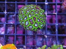 Symphillia brain coral for sale  CLACTON-ON-SEA