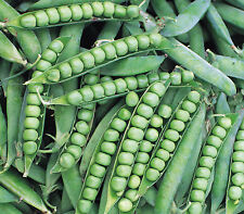 pea seeds for sale  SALISBURY