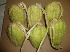 Frutti chayote zucca usato  Cesena