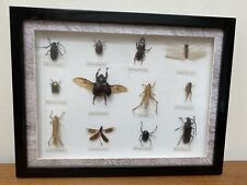 Framed taxidermy collections for sale  MACCLESFIELD