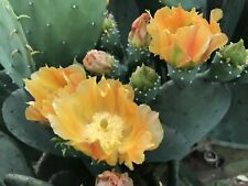 Spineless prickly pear for sale  Leander