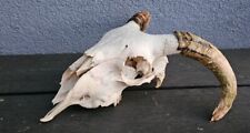 Sheep skull horns. for sale  PLYMOUTH