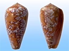 Conidae conus praelatus usato  Roma
