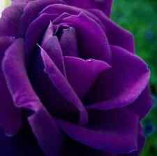 Rosa viola 100 usato  Vercelli