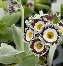 Primula auricula grey for sale  WALLINGTON