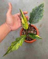 Philodendron Caramel Marble Variegated - Aroid Variegated - Plant Gift for sale  Shipping to South Africa