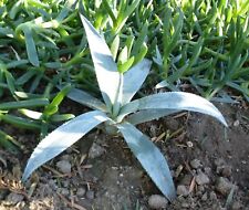 blue agave plant for sale  Los Angeles
