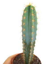 PILOSOCEREUS AZUREUS Y78, used for sale  Shipping to South Africa