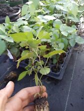 Navaho thornless blackberry for sale  Ocala