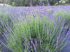Lavender live plants for sale  Gastonia