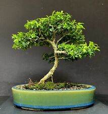 Bonsai tree kingsville for sale  Richmond