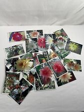 Lot of 47 Rare Unique Epiphyllum Epis Photo Postcards Unused 5.75“ * 4” for sale  Shipping to South Africa