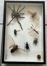 Cadre boîte insecte d'occasion  Équihen-Plage
