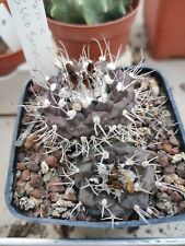 Turbinicarpus swobodae pot7cm Rare Cactus cultivated in Sicily Very Beutiful for sale  Shipping to South Africa