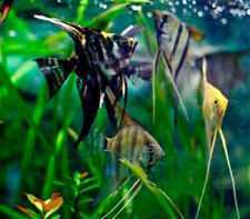 Assorted angel fish for sale  BOLTON