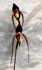 Paphiopedilum adductum var. d'occasion  Paris XV