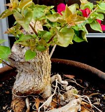 flowering bonsai for sale  Venice