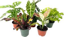 Pack indoor houseplant for sale  USA