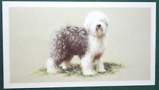 Old english sheepdog for sale  DERBY