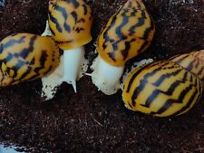 giant african land snails for sale  Shipping to Ireland