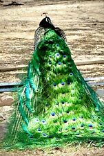 Indian blue peafowl for sale  Oro Grande