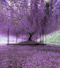 Purple wisteria tree for sale  Mcminnville