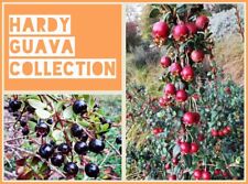 Hardy guava dwarf for sale  ST. ASAPH