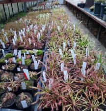 Drosera capensis mixed for sale  Shipping to Ireland