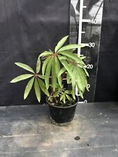 Begonia luxurians for sale  LINCOLN