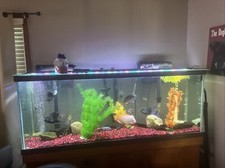 150 gallon fish tank for sale 150 gallon fish tank for sale Osceola