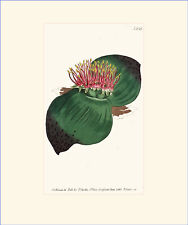 Broad-leaved Massonia: Antique hand-coloured botanical copper engraving, used for sale  Shipping to South Africa