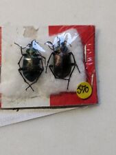 Carabeidae Calosoma Inquisitor Severum REF J71 for sale  Shipping to South Africa