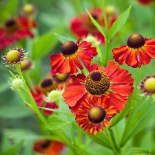 Moerheim beauty sneezeweed for sale  UK