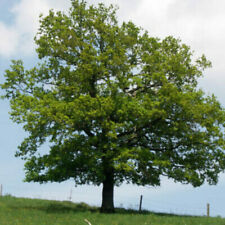 Quercus robur farnia usato  Reggio Emilia