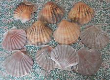 Scallop shells dished for sale  WOKING