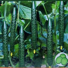 Chinese tender cucumber for sale  Houston