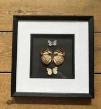 Framed taxidermy butterflies for sale  SITTINGBOURNE