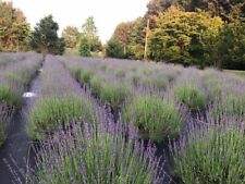 Lavender live plants for sale  Gastonia