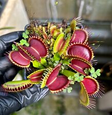 Dionaea muscipula red gebraucht kaufen  Hochfeld,-Uni-/Antonsviertel