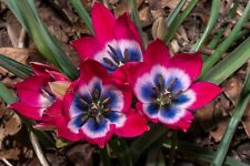 10x tulip little for sale  CRAWLEY