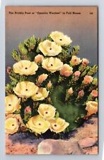 Used, Prickly Pear, Opuntia Wootoni, Full Bloom, Plant, Cactus, Vintage Postcard for sale  Shipping to South Africa
