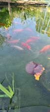 Large goldfish for sale  LINCOLN